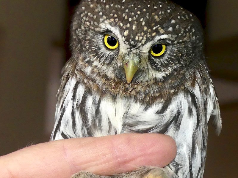 Northern pygmy owl